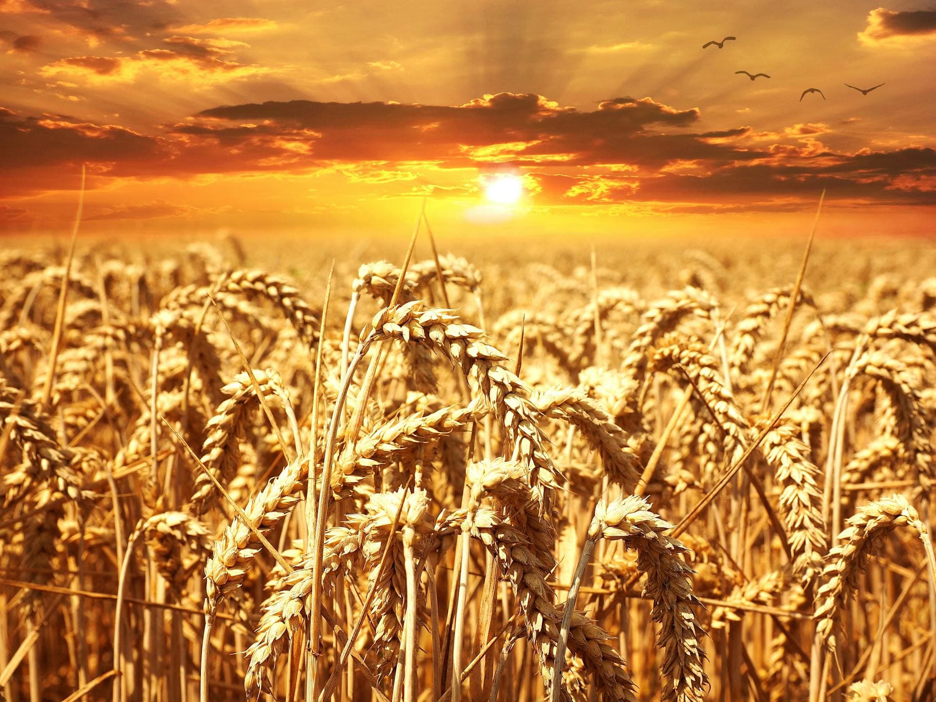 Golden wheat field at sunset